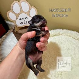Hazelnut Mocha - Black and tan female Chihuahua puppy in Woodstock, Georgia from iChihuahuas Kennel