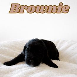 Brownie - Black male Bernedoodle puppy in High Point, North Carolina from Kingsfield Doodles