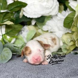 Patch - Blenheim male Cavapoo puppy in Nashville, Arkansas from Rocky Road Puppies