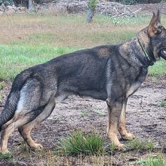 German Shepherd puppies from Brown PND German Shepherds