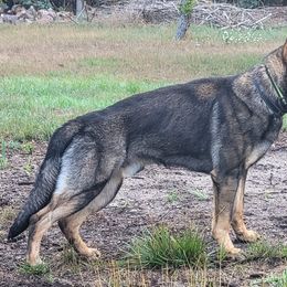 German Shepherd puppies from Brown PND German Shepherds