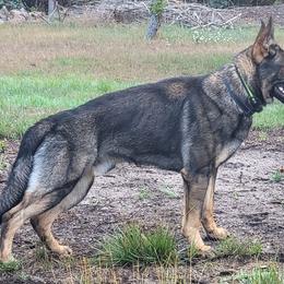 German Shepherd puppies from Brown PND German Shepherds