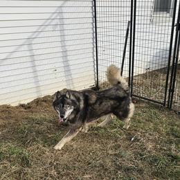 M Boy - Siberian Husky