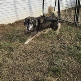M Boy - Siberian Husky