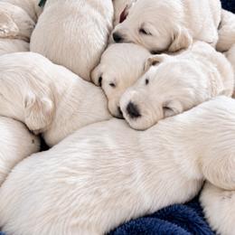 Female 5 - Light golden female Golden Retriever puppy in Rainier, Washington from Hanson’s NW Goldens & Doodles