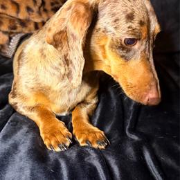 Junie - Dachshund
