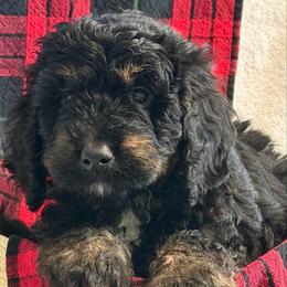 Grayson - Tri-color male Bernedoodle puppy in Phelan, California from PuppyPaws4U