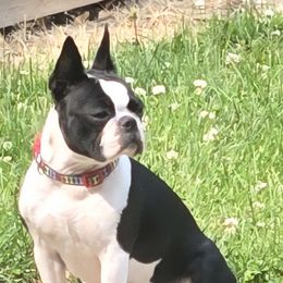 Murphy - Boston Terrier