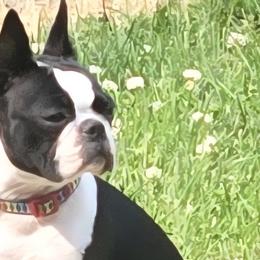 Murphy - Boston Terrier