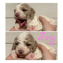 Ivy Girl 8 - Cream female Goldendoodle puppy in Ankeny, Iowa from Iowadoodles2love