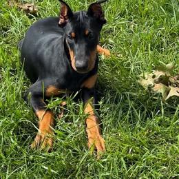 Daphne (Purple Collar) - Black and rust female Doberman Pinscher puppy in Centralia, Missouri from TopSpots Farm