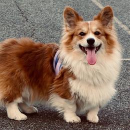 Maeve - Pembroke Welsh Corgi
