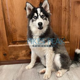 Neptune - Silver and white male Pomsky puppy in Littleton, Colorado from Pikes Peak Pomskies