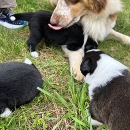 English Shepherd Puppies from LiquidMoon English Shepherds
