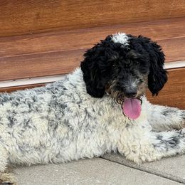 Wally - Poodle
