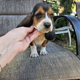 Male 3 - Black brown and white male Basset Hound puppy in Pleasant Lake, Michigan from Pleasant Bay Basset Hounds