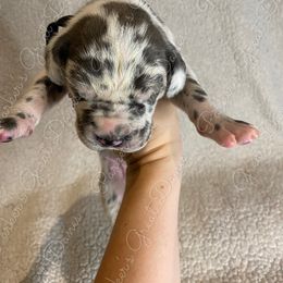 Great Dane Puppies from Parker's Great Danes