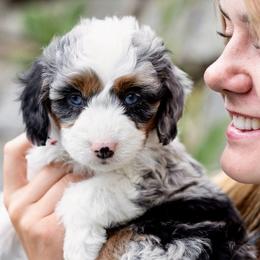 Ruby - Red Collar Girl - Merle female Bernedoodle puppy in Highland, Utah from Angel Pups Deluxe