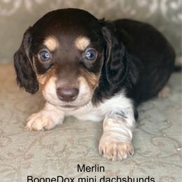 Merlin - Piebald male Dachshund puppy in Lexington, Oklahoma from BooneDox Miniature Dachshunds