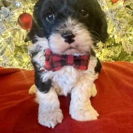 Romeo - Black and white male Cavapoo puppy in Howe, Oklahoma from Cuddly Cavapoos