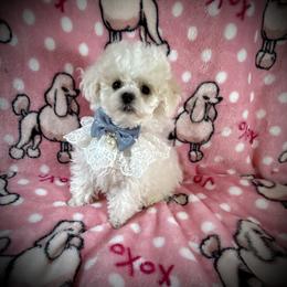 Lil Alaska - White male Poodle puppy in Newcomerstown, Ohio from Sheri’s Lil Angel’s