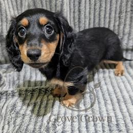 Tortellini - Black and cream female Dachshund puppy in Salina, Kansas from Grove Grown Dachshunds