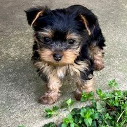 Yorkshire Terrier Puppies from Beauty & The Beast Creations