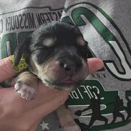 Black and cream with white paws - Black and cream female Dachshund puppy in Fulton, Missouri from New Hope Dachshund Puppies