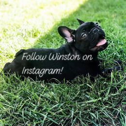 French Bulldog and Rottweiler Puppies from Starkhaus Rottweilers