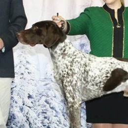 German Shorthaired Pointers from Gotchaby German Shorthaired Pointers