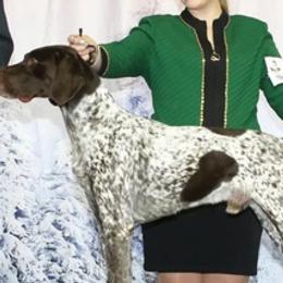 German Shorthaired Pointers from Gotchaby German Shorthaired Pointers