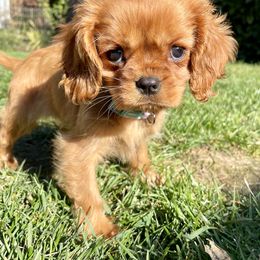 Cavalier King Charles Spaniel Puppies from Tsarevich Goldens and Cavaliers