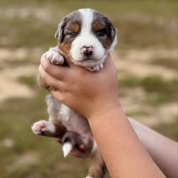 Frenchy - Blue merle female Australian Shepherd puppy in Uvalda, Georgia from Happy Ours Australian Shepherds