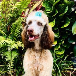 Remington (Remi)  - Poodle