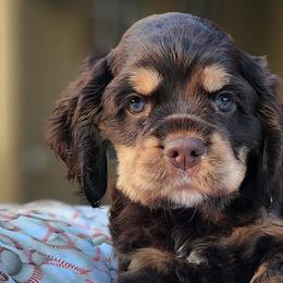 Cocker Spaniels from Southern Country Cockers