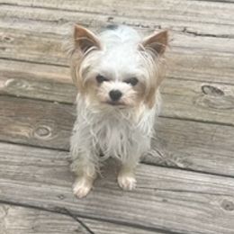 Yorkshire Terriers from Sassypaws