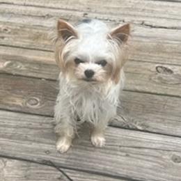 Yorkshire Terriers from Sassypaws