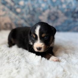 Karamel Sutra - Black tri female Miniature Australian Shepherd puppy in Dayton, Washington from Rafter 22 Aussies