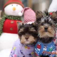 Yorkshire Terriers from Treasured Yorkies