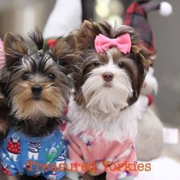 Yorkshire Terriers from Treasured Yorkies