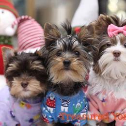 Yorkshire Terriers from Treasured Yorkies