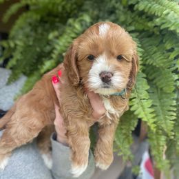 Chicago - Red and white female Cockapoo puppy in Denver, Pennsylvania from Greenview Puppies