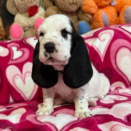 Peter - Black and white male Basset Hound puppy in Pilot Mtn, North Carolina from Lowdown Love Basset Hounds