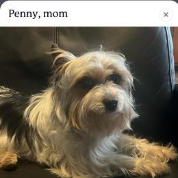 Penny - Parti female Yorkshire Terrier puppy in Eure, North Carolina from Cutie Patootie Paws