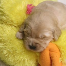 Golden Retrievers from Gaylan's Golden Retrievers