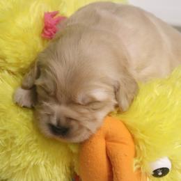Golden Retrievers from Gaylan's Golden Retrievers