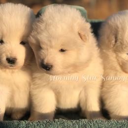 Samoyed Puppies from Morning Star Samoyeds