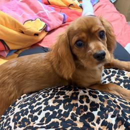 Penny - Cavalier King Charles Spaniel