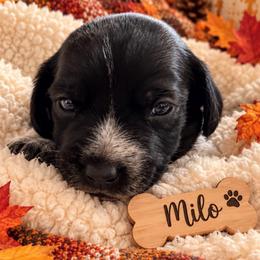 Milo - Piebald male Dachshund puppy in Mesa, Arizona from Dach Army LLC