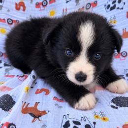Trixie - Black & white female Miniature Australian Shepherd puppy in Stuart, Iowa from Arbor Hill Aussies